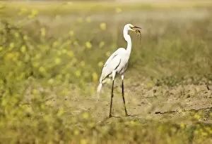 Food Chain Collection: Great day to be an egret