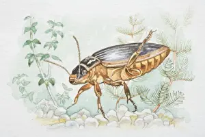 Animal Antenna Prints: Great Diving Beetle (Dytiscus marginalis) in underwater flora