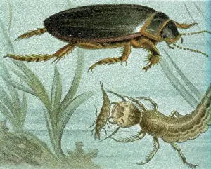 Insect Lithograph Prints: Great diving beetle illustration