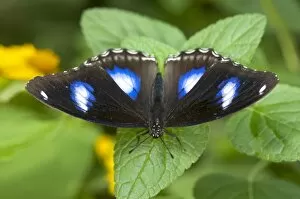 Images Dated 18th November 2011: Great eggfly, blue moon butterfly -Hypolimnas bolina-, male, Phuket, Thailand, Southeast Asia, Asia