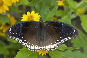 Phuket Prints: Great eggfly, blue moon butterfly -Hypolimnas bolina