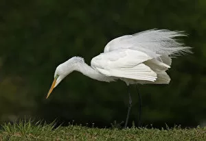 Images Dated 4th March 2012: Great Egret