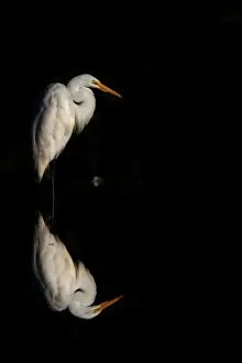 Images Dated 11th September 2011: Great Egret
