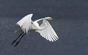 Images Dated 23rd February 2013: Great Egret