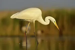 Magyarorszag Prints: Great Egret (Ardea alba), adult bird in breeding plumage