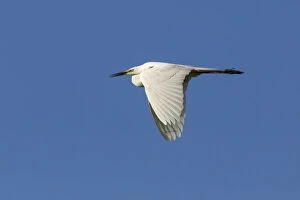Images Dated 25th May 2014: Great Egret -Ardea alba-, in flight against a blue sky, North Hesse, Hesse, Germany
