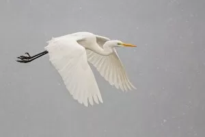 Images Dated 14th March 2013: Great Egret -Ardea alba-, in flight, Lower Saxony, Germany