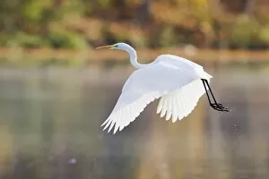 Images Dated 29th October 2012: Great Egret -Ardea alba-, in flight, North Hesse, Hesse, Germany