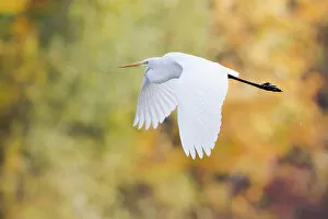 Images Dated 29th October 2012: Great Egret -Ardea alba- in flight, North Hesse, Hesse, Germany