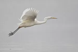 Images Dated 14th March 2013: Great Egret -Ardea alba-, in flight during snowfall, North Hesse, Hesse, Germany