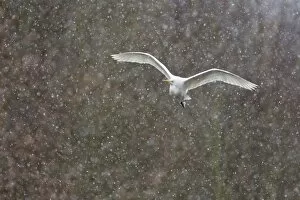 Images Dated 12th March 2013: Great Egret -Ardea alba-, in flight during snowfall, North Hesse, Hesse, Germany
