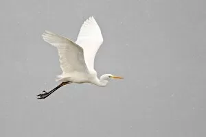Images Dated 14th March 2013: Great Egret -Ardea alba- flying through falling snow, North Hesse, Hesse, Germany