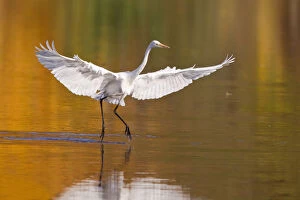 Great Egret -Ardea alba- with outstretched wings, North Hesse, Hesse, Germany