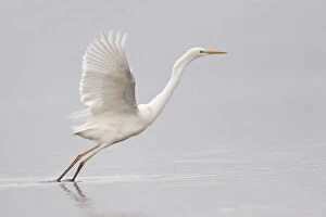 Images Dated 14th March 2013: Great Egret -Ardea alba- starting to fly, North Hesse, Hesse, Germany
