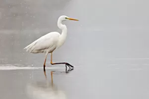 Images Dated 14th March 2013: Great Egret -Ardea alba- wading through water during snowfall, North Hesse, Hesse, Germany