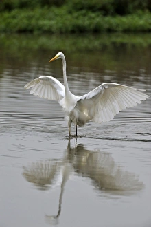 Images Dated 30th September 2011: Great Egret -Casmerodius albus-, flushing out small fish, Rottenschwil, Switzerland, Europe