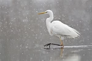 Images Dated 14th March 2013: Great Egret -casmerodius albus, Egretta alba- walking during snowfall, North Hesse, Hesse, Germany