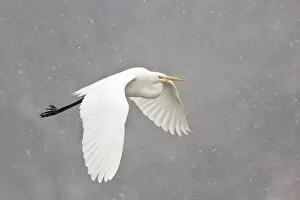 Images Dated 14th March 2013: Great Egret -casmerodius albus, Egretta alba- flying during snowfall, North Hesse, Hesse, Germany