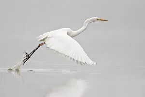 Images Dated 14th March 2013: Great Egret -casmerodius albus, Egretta alba- taking off, North Hesse, Hesse, Germany