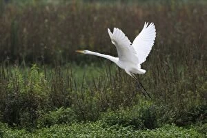 Images Dated 30th September 2011: Great Egret -Casmerodius albus- in flight, Rottenschwil, Switzerland, Europe