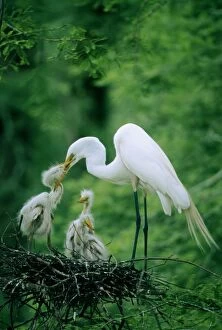Images Dated 6th October 2006: Great egret (Casmerodius albus) in nest, feeding chicks, side view