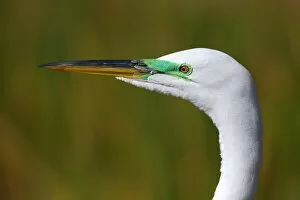 Images Dated 23rd February 2013: Great Egret close-up