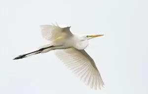 Images Dated 23rd February 2013: Great egret in flight