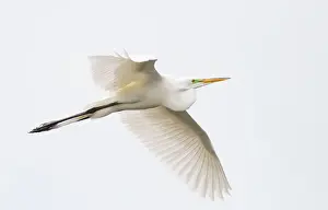 Great egret in flight