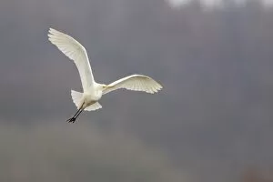 Images Dated 22nd March 2013: Great Egret or Great White Heron -Ardea alba- in flight, North Hesse, Hesse, Germany