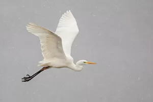 Wintry Gallery: Great Egret or Great White Heron -Ardea alba- in flight, North Hesse, Hesse, Germany