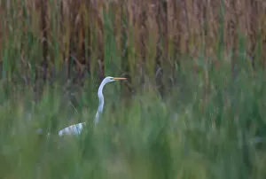 Great egret in marsh