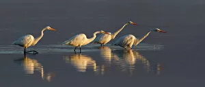 Images Dated 17th September 2011: Four Great Egrets fishing