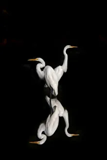 Images Dated 11th September 2011: Great Egrets Reflection