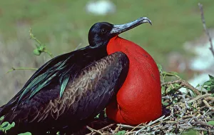 Galapagos Islands Gallery: Great Frigatebird (Fregata minor), Galapagos