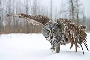 Images Dated 30th January 2013: Great Gray Owl