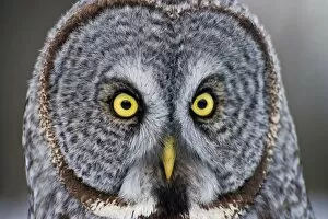 Images Dated 31st January 2013: Great Gray Owl