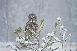 Images Dated 19th January 2013: Great Gray Owl
