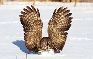 Images Dated 1st October 2015: Great gray owl catches mouse