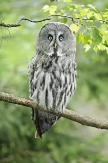Lapland Collection: Great Gray Owl (Strix nebulosa)