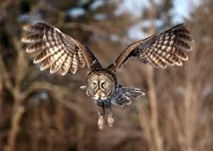 Images Dated 21st February 2009: Great Gray Owl swoops down