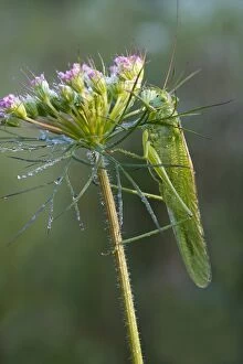 Images Dated 4th July 2014: Great Green Bush-Cricket -Tettigonia viridissima-, Burgenland, Austria
