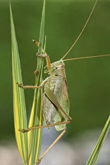 Images Dated 19th September 2012: Great Green Bush-Cricket -Tettigonia viridissima-, Hungary, Europe