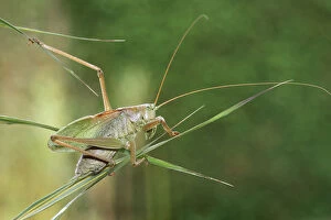 Images Dated 19th September 2012: Great Green Bush-Cricket -Tettigonia viridissima-, Hungary, Europe