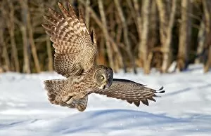 Great grey flies over a snowfield
