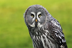 Lapland Collection: Great Grey Ow (Strix nebulosa)