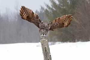 Images Dated 2nd February 2013: Great Grey Owl Attacks
