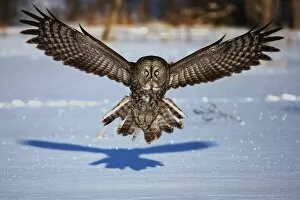 Images Dated 21st February 2009: Great grey owl in your face
