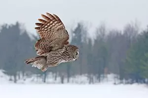 Images Dated 12th January 2013: Great grey owl flies past me