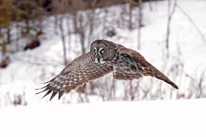 Images Dated 20th January 2013: Great Grey owl flight