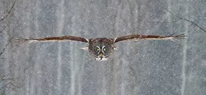 Great Grey Owl flight